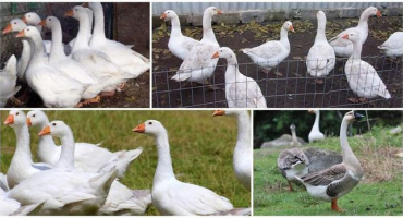 Popis hus linda, pěstování a péče doma